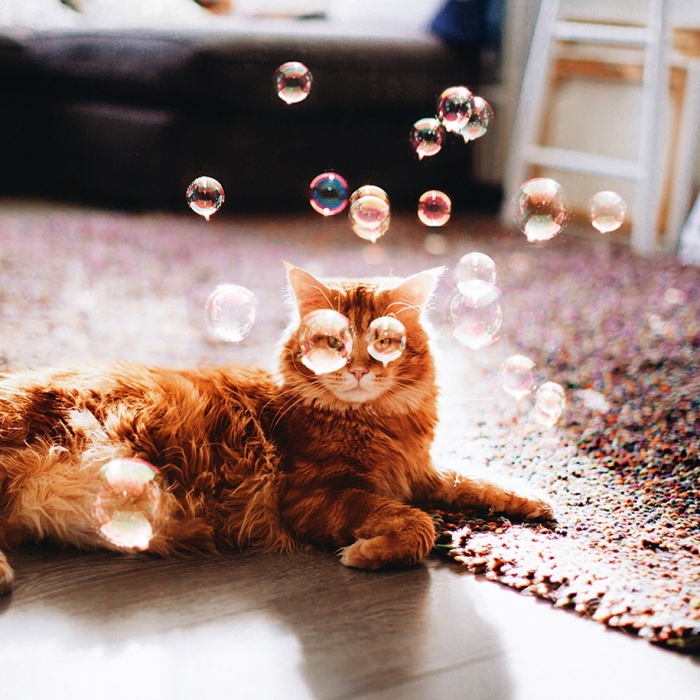 professional-cat-photography-kotleta-cutlet-kristina-makeeva-hobopeeba-15