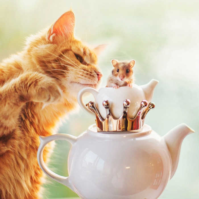 professional-cat-photography-kotleta-cutlet-kristina-makeeva-hobopeeba-17