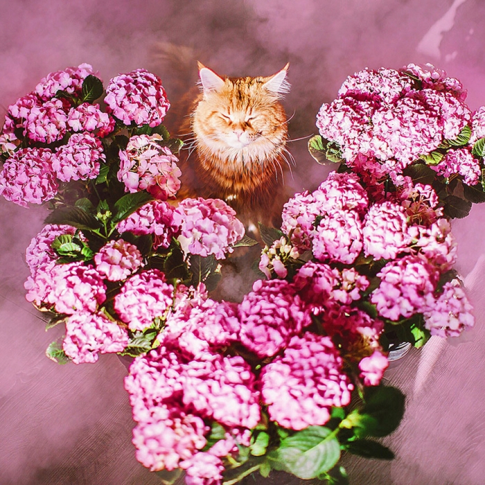 professional-cat-photography-kotleta-cutlet-kristina-makeeva-hobopeeba-23