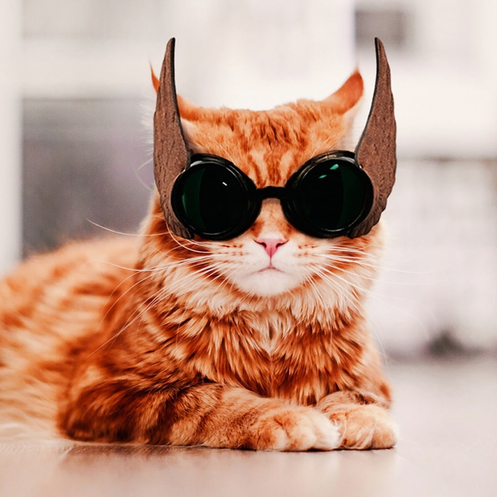 professional-cat-photography-kotleta-cutlet-kristina-makeeva-hobopeeba-20