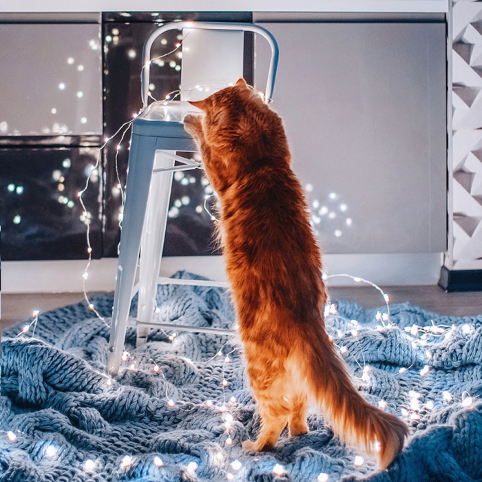 professional-cat-photography-kotleta-cutlet-kristina-makeeva-hobopeeba-2
