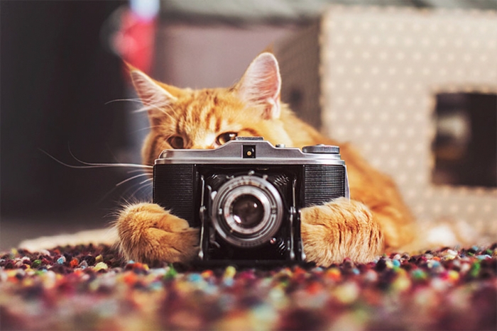 professional-cat-photography-kotleta-cutlet-kristina-makeeva-hobopeeba-26