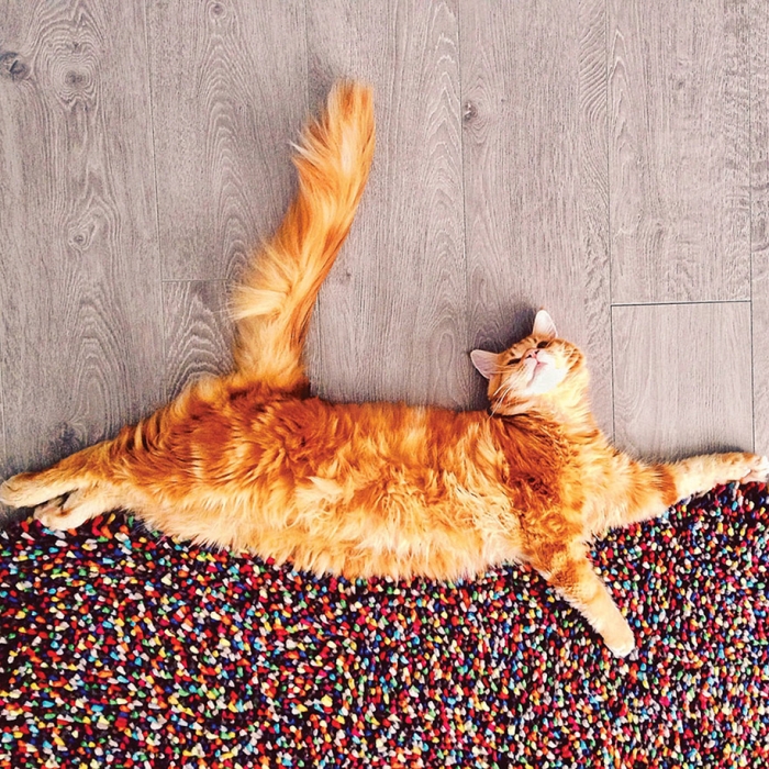 professional-cat-photography-kotleta-cutlet-kristina-makeeva-hobopeeba-4