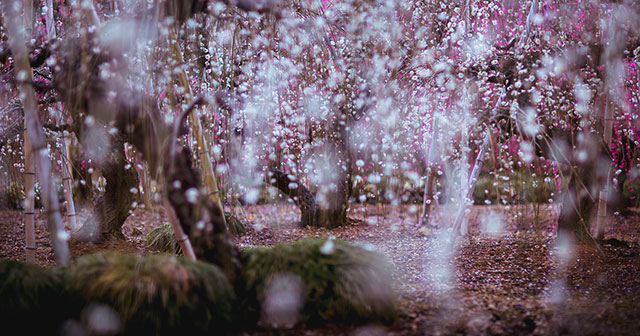 Photographer Captures Spring Colors Of Japan