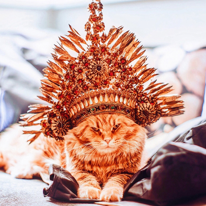 professional-cat-photography-kotleta-cutlet-kristina-makeeva-hobopeeba-22