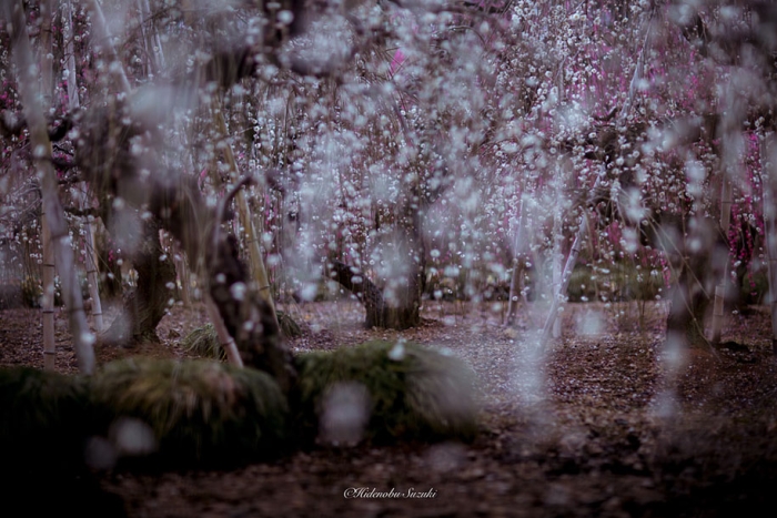 trees-blooming-spring-in-japan-hidenobu-suzuki -13