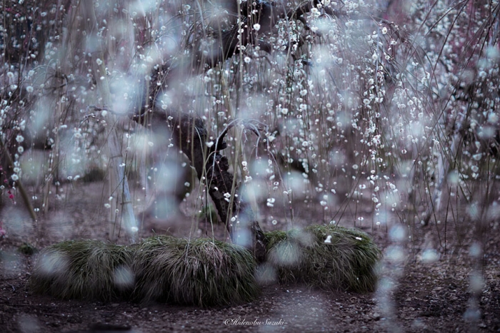 trees-blooming-spring-in-japan-hidenobu-suzuki -14