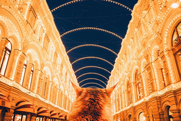 professional-cat-photography-kotleta-cutlet-kristina-makeeva-hobopeeba-8