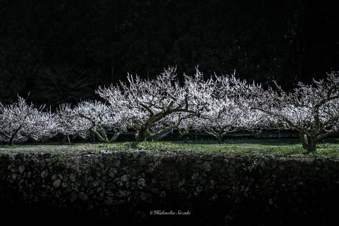 trees-blooming-spring-in-japan-hidenobu-suzuki -12