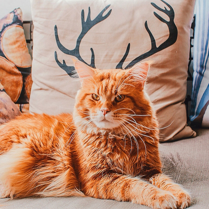 professional-cat-photography-kotleta-cutlet-kristina-makeeva-hobopeeba-21