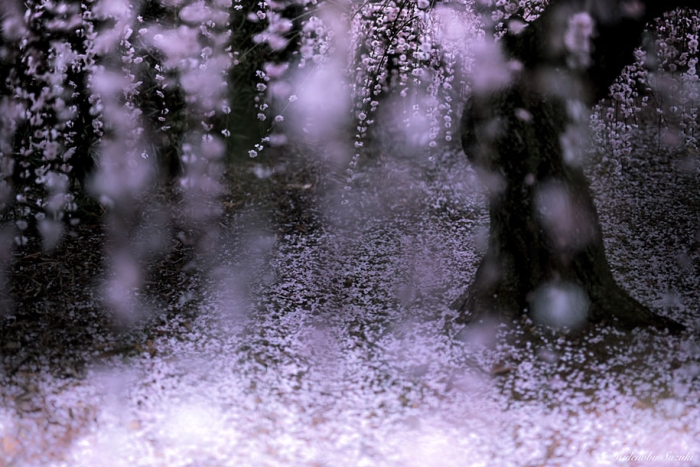 trees-blooming-spring-in-japan-hidenobu-suzuki -4