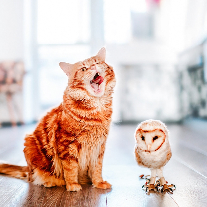 professional-cat-photography-kotleta-cutlet-kristina-makeeva-hobopeeba-5