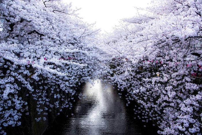 spring-colors-japan-cherry-blossoms-national-geographic-2