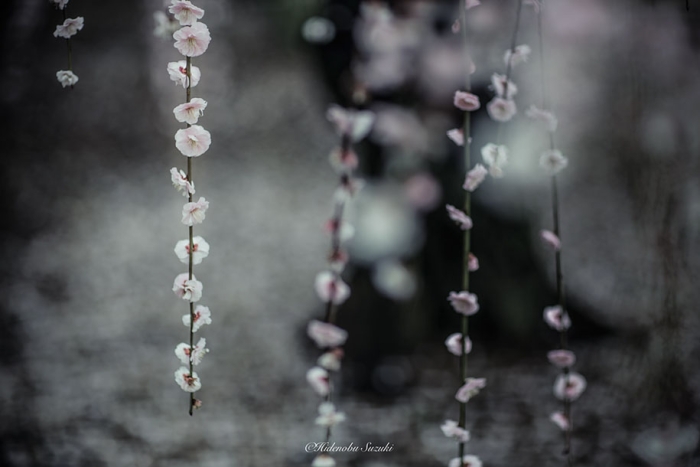 trees-blooming-spring-in-japan-hidenobu-suzuki -11