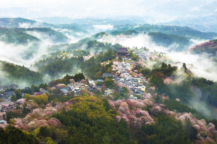 spring-colors-japan-cherry-blossoms-national-geographic-4