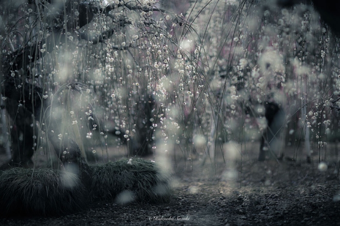 trees-blooming-spring-in-japan-hidenobu-suzuki -10