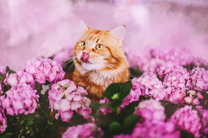 professional-cat-photography-kotleta-cutlet-kristina-makeeva-hobopeeba-18