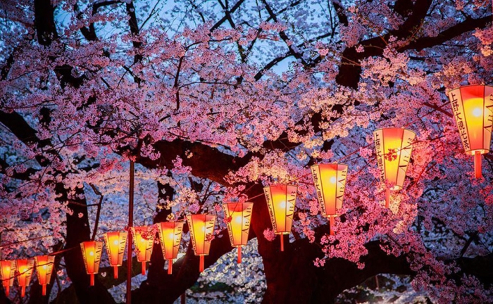 spring-colors-japan-cherry-blossoms-national-geographic-7