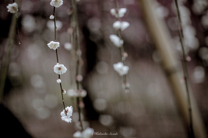 trees-blooming-spring-in-japan-hidenobu-suzuki -9