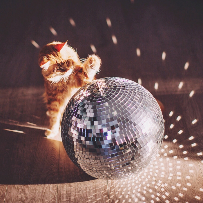 professional-cat-photography-kotleta-cutlet-kristina-makeeva-hobopeeba-11