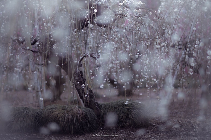 trees-blooming-spring-in-japan-hidenobu-suzuki -8