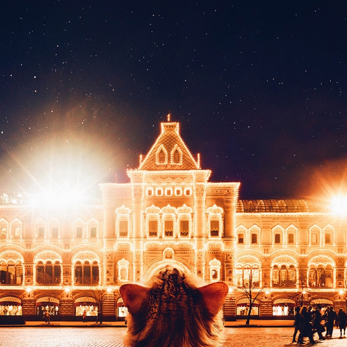 professional-cat-photography-kotleta-cutlet-kristina-makeeva-hobopeeba-12