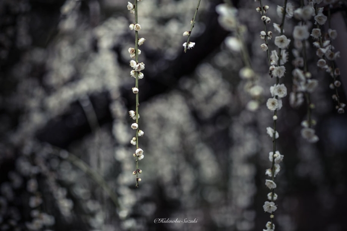 trees-blooming-spring-in-japan-hidenobu-suzuki -7