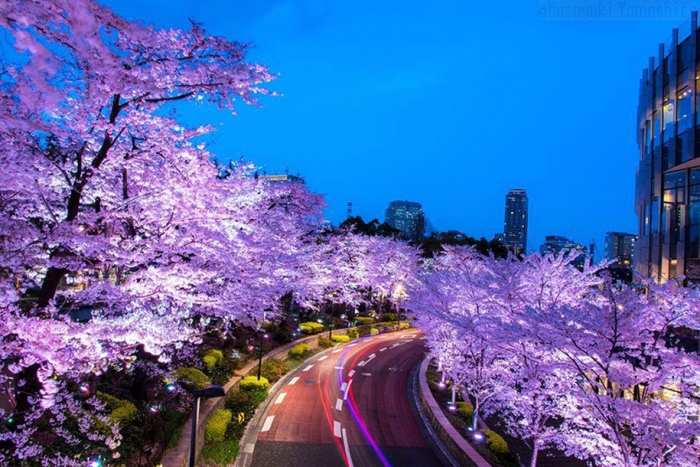 spring-colors-japan-cherry-blossoms-national-geographic-1