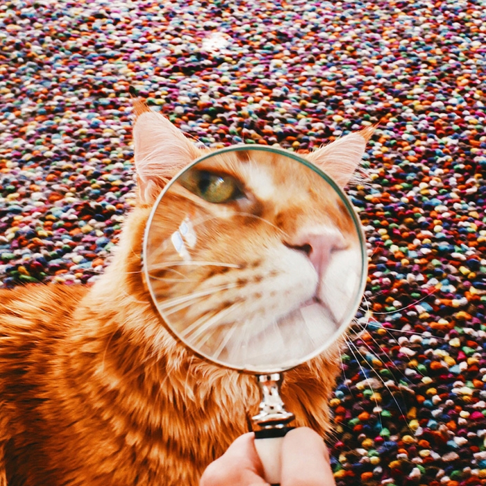 professional-cat-photography-kotleta-cutlet-kristina-makeeva-hobopeeba-19