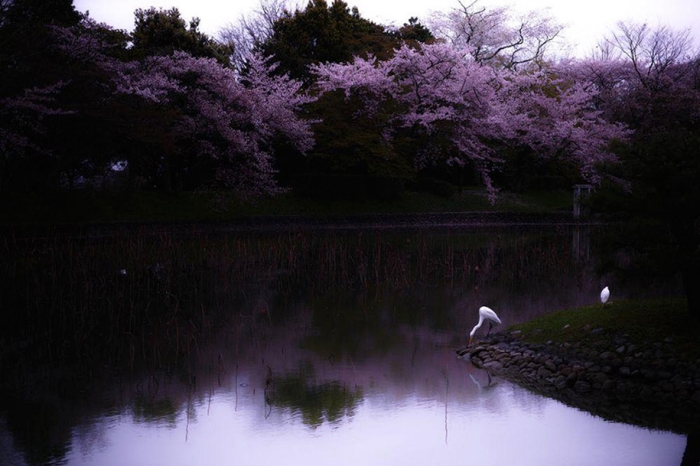 spring-colors-japan-cherry-blossoms-national-geographic-9