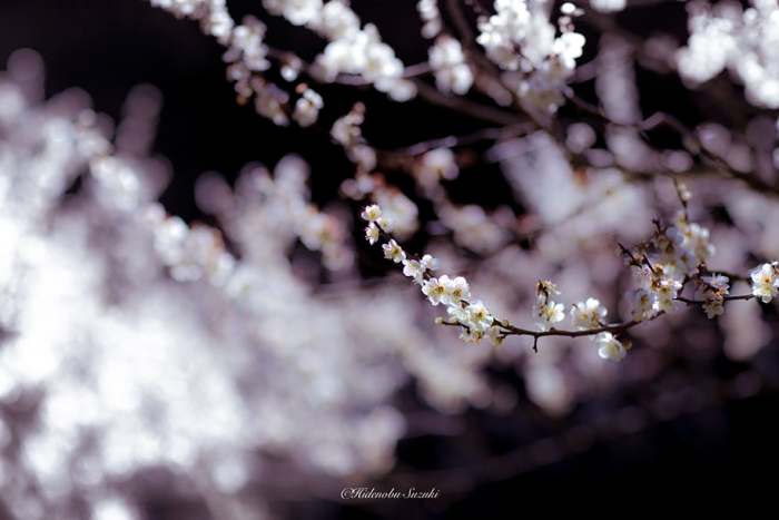 trees-blooming-spring-in-japan-hidenobu-suzuki -6