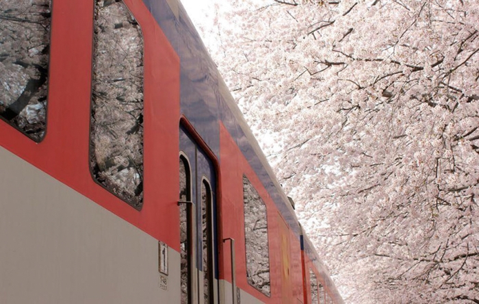 spring-colors-japan-cherry-blossoms-national-geographic-15