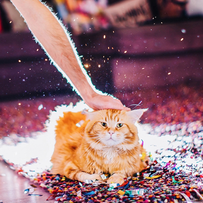 professional-cat-photography-kotleta-cutlet-kristina-makeeva-hobopeeba-10