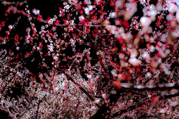 trees-blooming-spring-in-japan-hidenobu-suzuki -16