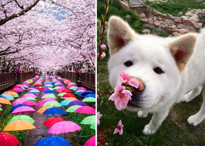 spring-colors-japan-cherry-blossoms-national-geographic-6