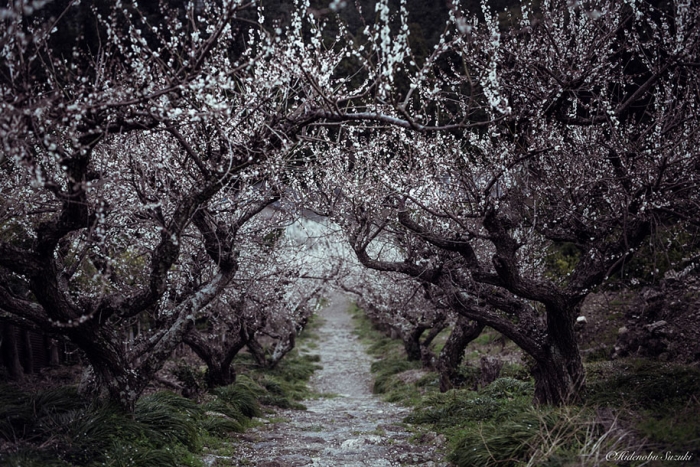 trees-blooming-spring-in-japan-hidenobu-suzuki -5