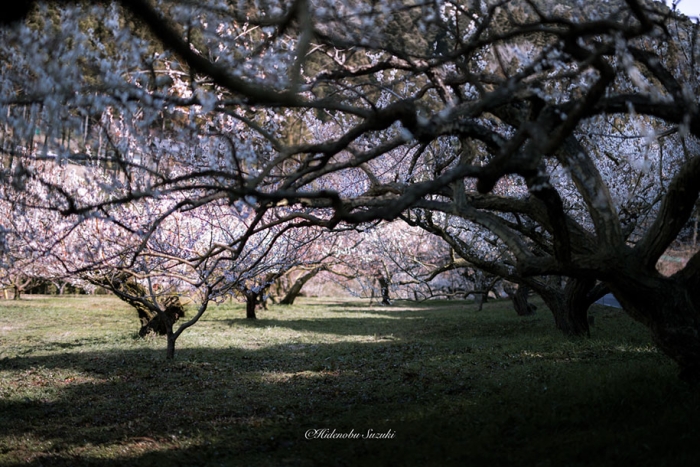 trees-blooming-spring-in-japan-hidenobu-suzuki -15