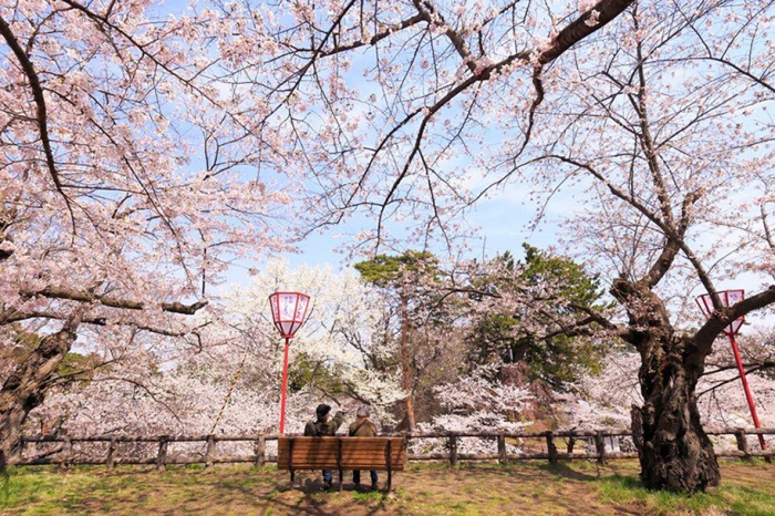 spring-colors-japan-cherry-blossoms-national-geographic-13