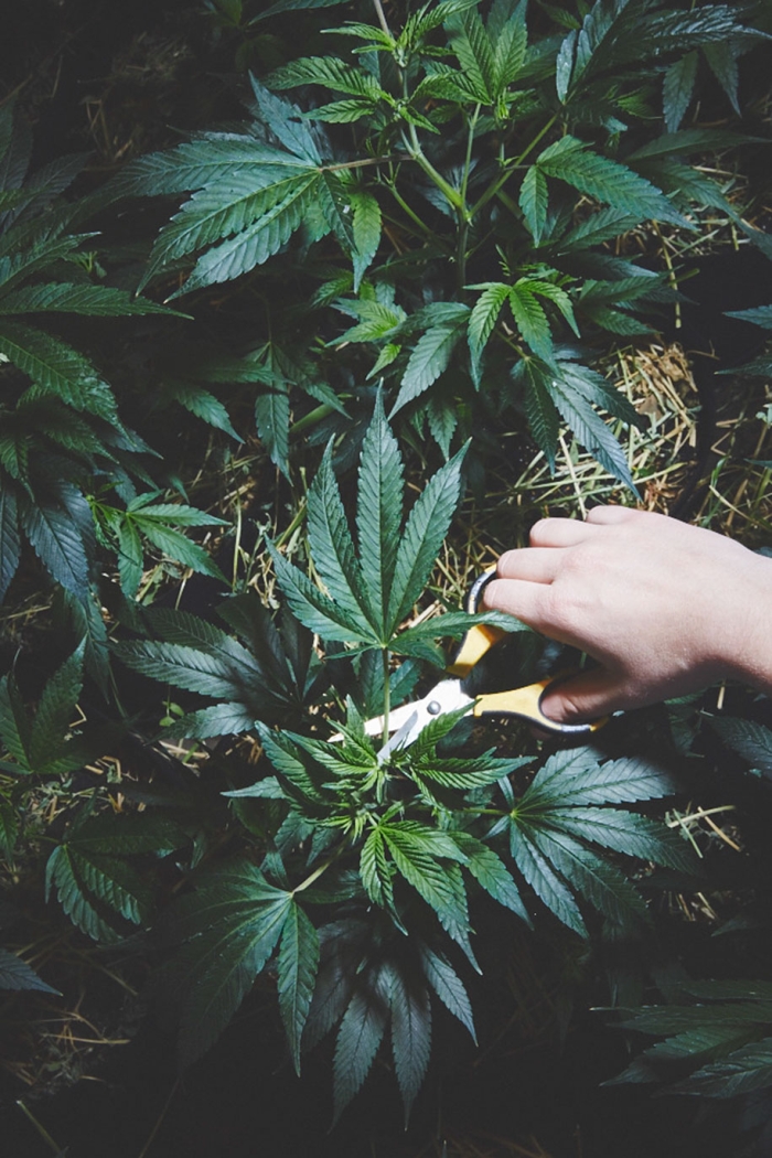 marijuana-horticulture-sisters-of-the-valley-shaughn-crawford-john-dubois-21