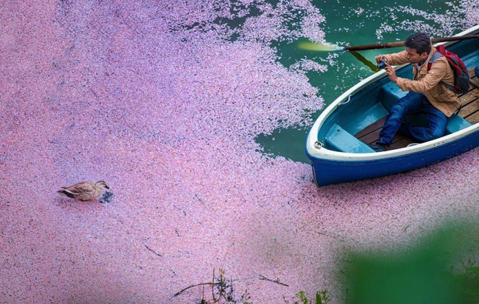 spring-colors-japan-cherry-blossoms-national-geographic-14