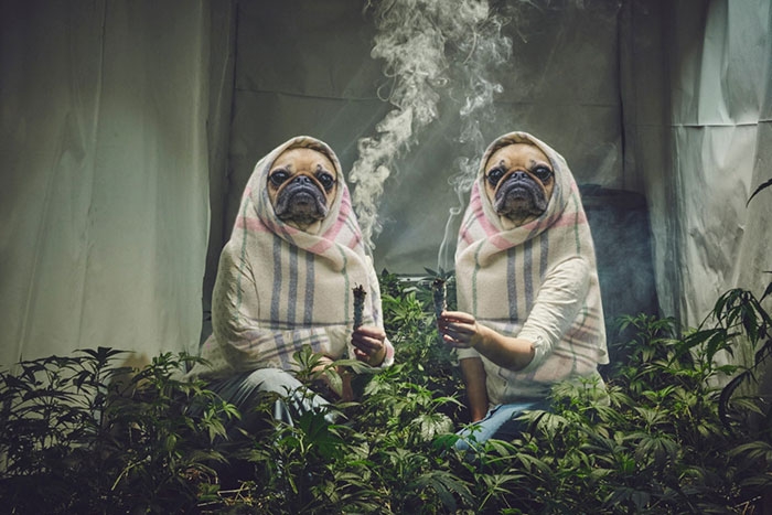 photoshop-trolls-weed-smoking-nuns-3