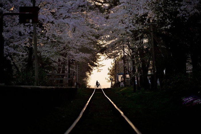 spring-colors-japan-cherry-blossoms-national-geographic-3
