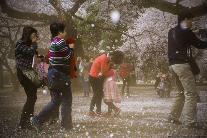 spring-colors-japan-cherry-blossoms-national-geographic-12