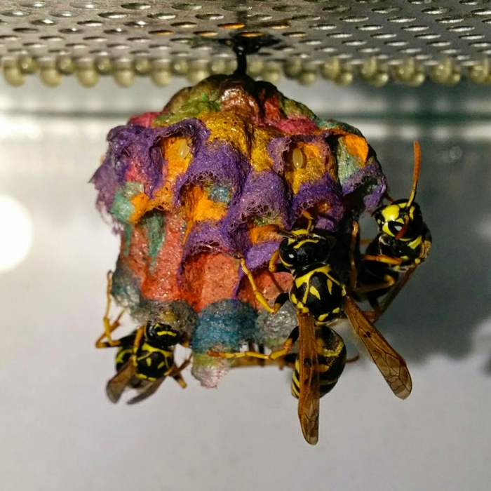wasps-make-rainbow-nests-from-colored-paper-mattia-menchetti-3