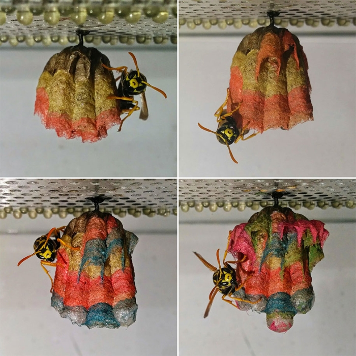 wasps-make-rainbow-nests-from-colored-paper-mattia-menchetti-2