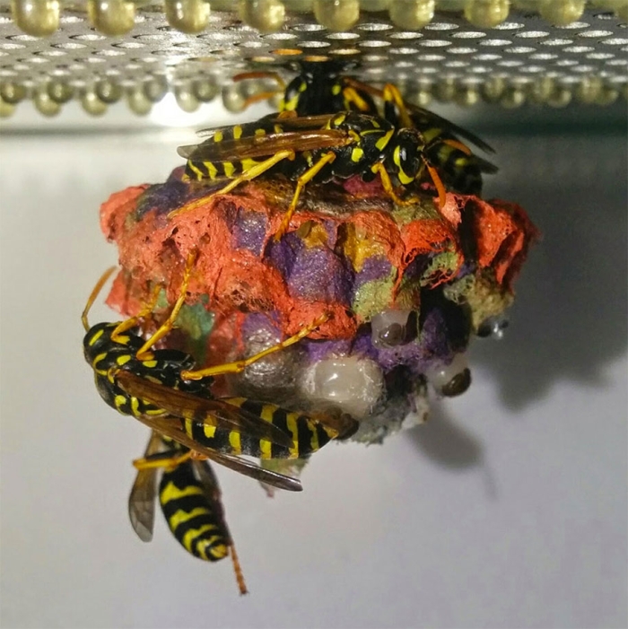 wasps-make-rainbow-nests-from-colored-paper-mattia-menchetti-6