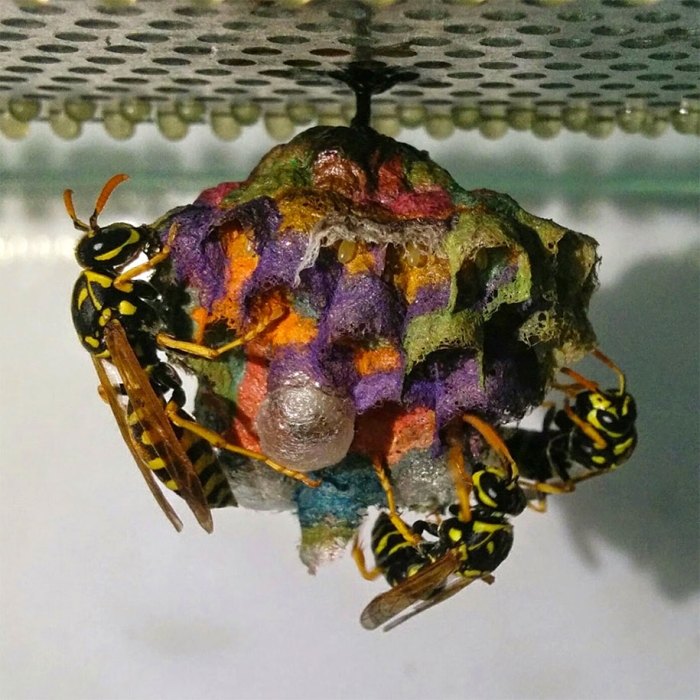 wasps-make-rainbow-nests-from-colored-paper-mattia-menchetti-5