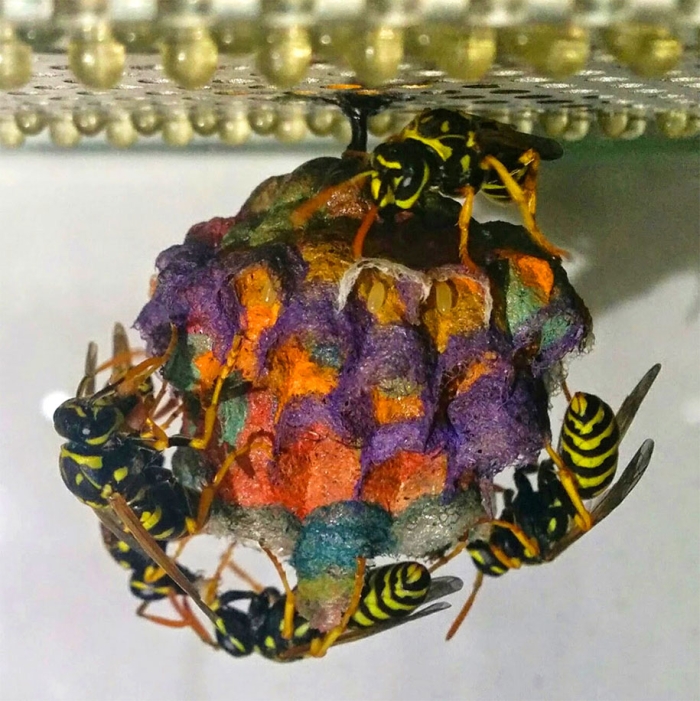 wasps-make-rainbow-nests-from-colored-paper-mattia-menchetti-4