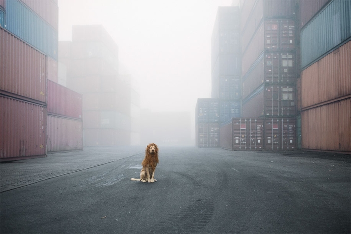dog-turned-into-lion-julia-marie-werner-15