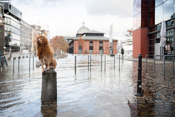 dog-turned-into-lion-julia-marie-werner-16